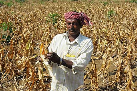 Maize prices will be on upward trend from March to May in Tamil Nadu, says study