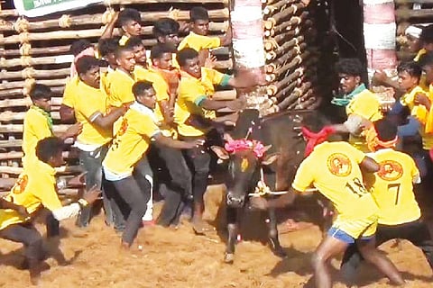 Tamers trying to catch a bull at the jallikattu event in Thirumalai Samudram on Saturday
