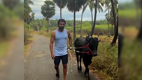Suriya seen with the bull.