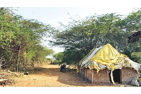 Dalits? huts at Pandur panchayat in Tiruvallur