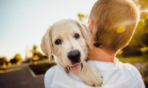 Summer might harm your pets too! Here are 5 ways to keep them cool