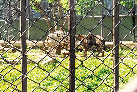 At present, the zoo has 25 tigers, 11 lions, 6 leopards, 19 ostriches and 15 birds.