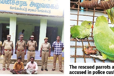 Posing as buyers, cops nab parrot traders in Chengalpattu