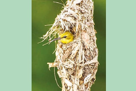 'Keeping it simple' Birds that build nests with domes may be doomed