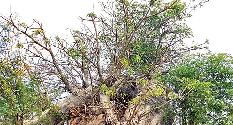 The giant baobab tree discovered by archaeologists at Mandapasalai village in Virudhunagar district