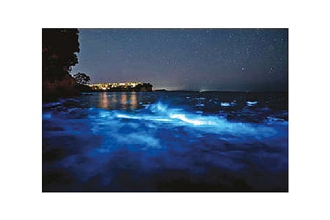 'Natural wonders' Photographers who chase New Zealand’s glowing waves