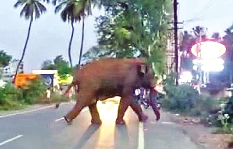 Jumbo Bahubali crossing Mettupalayam-Coonoor Road on Thursday night