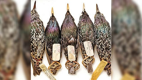 ‘Snarge’ happens, and studying it makes your flight safer