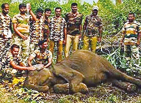 jumbo death in Coimbatore