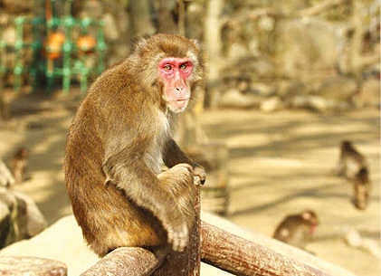 Japan’s monkey queen finds a soulmate, retains throne