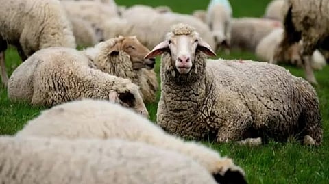 Representative image