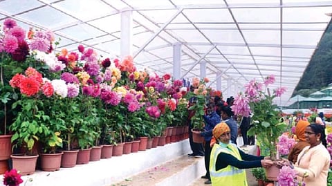 Workers readying flower pots for display in The Nilgiris
