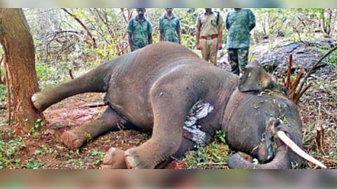 The carcass of the tusker found in Sirumugai Forest Range in Coimbatore on Wednesday