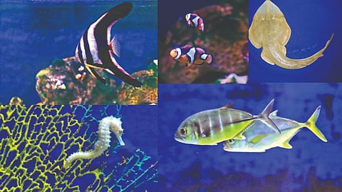 Varieties of fish species at the aquarium in Zoological Survey of India, Santhome