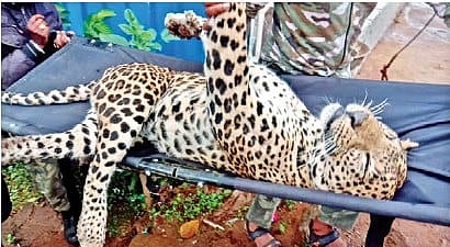 The male leopard is aged around four years.