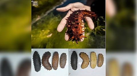 Different varieties of sea cucumbers