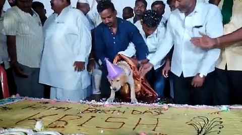 Pet's birthday celebration