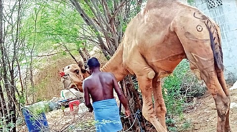Camel ferrying illegal sand detained