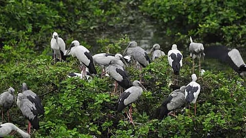 Representative image