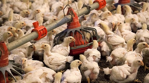 Representative image