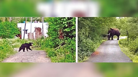 The sloth bear seen wandering near a house at Vadakupattu village and (right) the elephant foraging near Naikaneri in Ambur