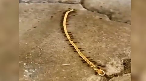 Watch: Tiny ants smuggle gold chain in viral video