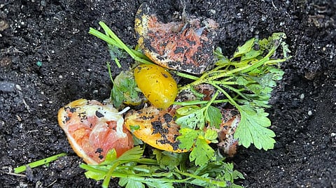 Fruit and vegetable scraps in a planting hole