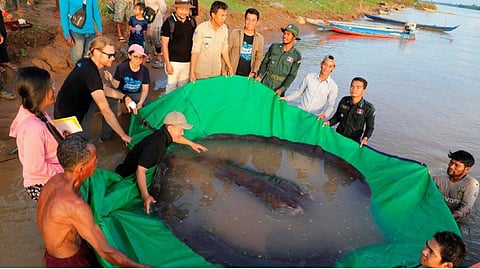 300 kg Stingray,  the largest freshwater fish