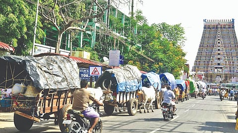Devotees reaching Srirangam temple by bullock carts on Friday.