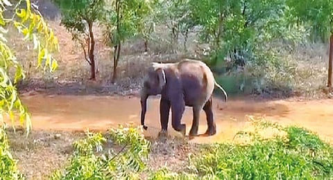 A wild elephant separated from its herd walking on a street in Coimbatore on Monday