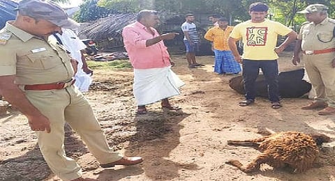 Forest officials examining the sheep mauled to death by a leopard in Pollachi