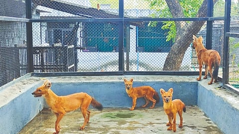 Vandalur zoo abuzz with death of lion, 6-month-old puppies for public view