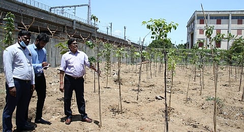 The rest of the trees are scheduled to be completed by July this year