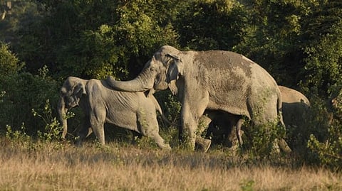 Representative image