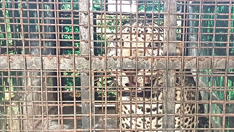 The captured leopard in a cage at Thalavadi on Thursday