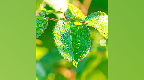 Representative image