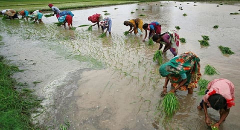 Farmers plant rice saplings in a paddy field