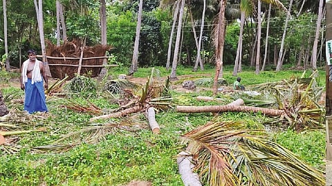Farmer Ramalingam looking at the axed coconut trees in his farm in Tiruvaiyaru in Thanjavur on Wednesday