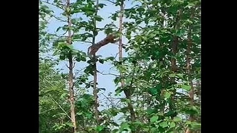 Leopard hunting a baby monkey
