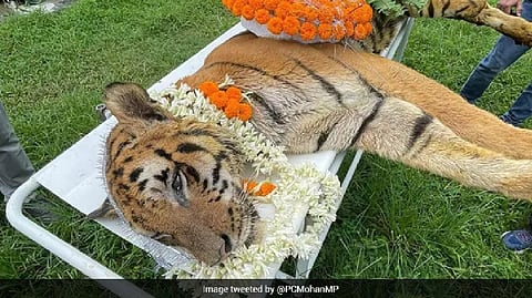 Royal Bengal Tiger, Raja