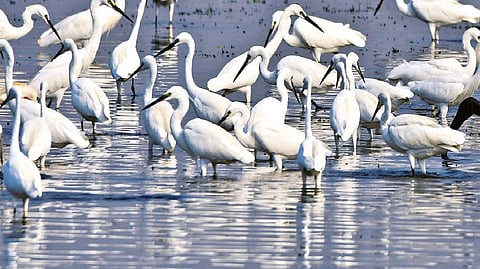 Pallikaranai marshland in Chennai is home to more than 190 species of birds and more than dozen fish species