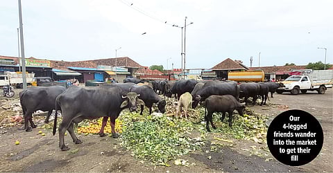 A Wholesome mess that's Koyambedu market