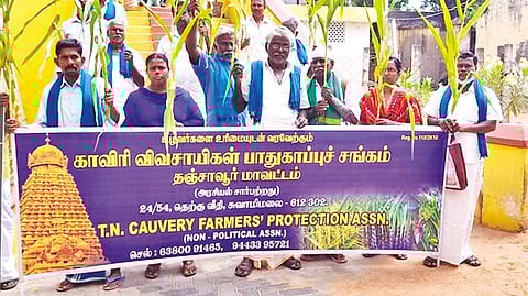 Farmers staging protest with withered Maize crop in Kumbakonam on Monday