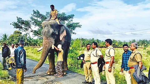 A kumki jumbo deployed in Thalavady in Sathyamangalam to prevent elephant intrusions on Thursday