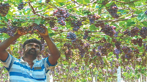 A bunch of ?Paneer? grapes being plucked from a
vineyard at a village in Radhapuram, Tirunelveli district