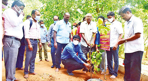 Collector M Pradeep Kumar planting senthooram sapling in Tiruchy on Monday