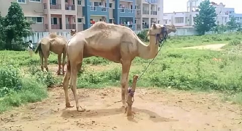 18 camels were illegally transported from Rajasthan to Tamil Nadu and all of them were rescued