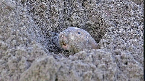 A question worth answering: Are gophers farmers?