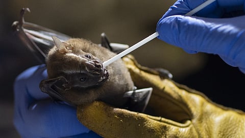 The bat virus at the center of Dr. Eloit?s experiments came to light on an expedition to limestone caves in northern Laos in the summer of 2020.