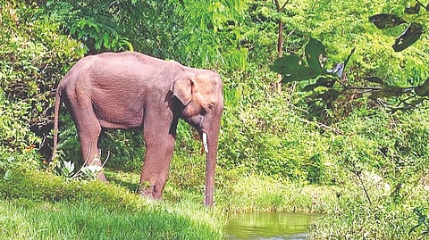 Representative image